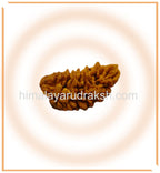 Natural 1 Mukhi Rudraksha (Collector Size) - Himalaya Rudraksha Anusandhan Kendra