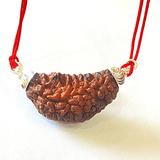 Natural 1 Mukhi Rudraksha (Collector Size) - Himalaya Rudraksha Anusandhan Kendra
