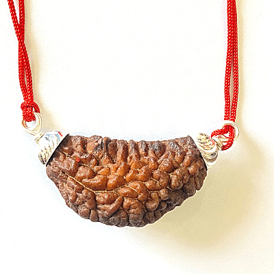 Natural 1 Mukhi Rudraksha (Collector Size) - Himalaya Rudraksha Anusandhan Kendra