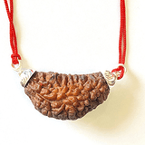 Natural 1 Mukhi Rudraksha (Collector Size) - Himalaya Rudraksha Anusandhan Kendra