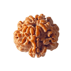 Natural 1 Mukhi Rudraksha (Nepal Origin) - Himalaya Rudraksha Anusandhan Kendra