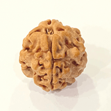 Natural 1 Mukhi Rudraksha (Nepal Origin) - Himalaya Rudraksha Anusandhan Kendra