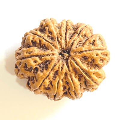 Natural 10 Mukhi Rudraksha (Nepal Origin - Super Collector Size) - Himalaya Rudraksha Anusandhan Kendra