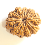 Natural 10 Mukhi Rudraksha (Nepal Origin - Super Collector Size) - Himalaya Rudraksha Anusandhan Kendra