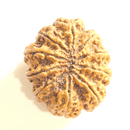 Natural 10 Mukhi Rudraksha (Nepal Origin - Super Collector Size) - Himalaya Rudraksha Anusandhan Kendra