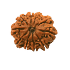 Natural 10 Mukhi/Face Rudraksha (Nepal Origin) - Himalaya Rudraksha Anusandhan Kendra