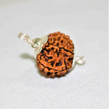 Natural 10 Mukhi/Face Rudraksha (Nepal Origin - Collector Size) - Himalaya Rudraksha Anusandhan Kendra