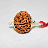Natural 10 Mukhi/Face Rudraksha (Nepal Origin - Collector Size) - Himalaya Rudraksha Anusandhan Kendra
