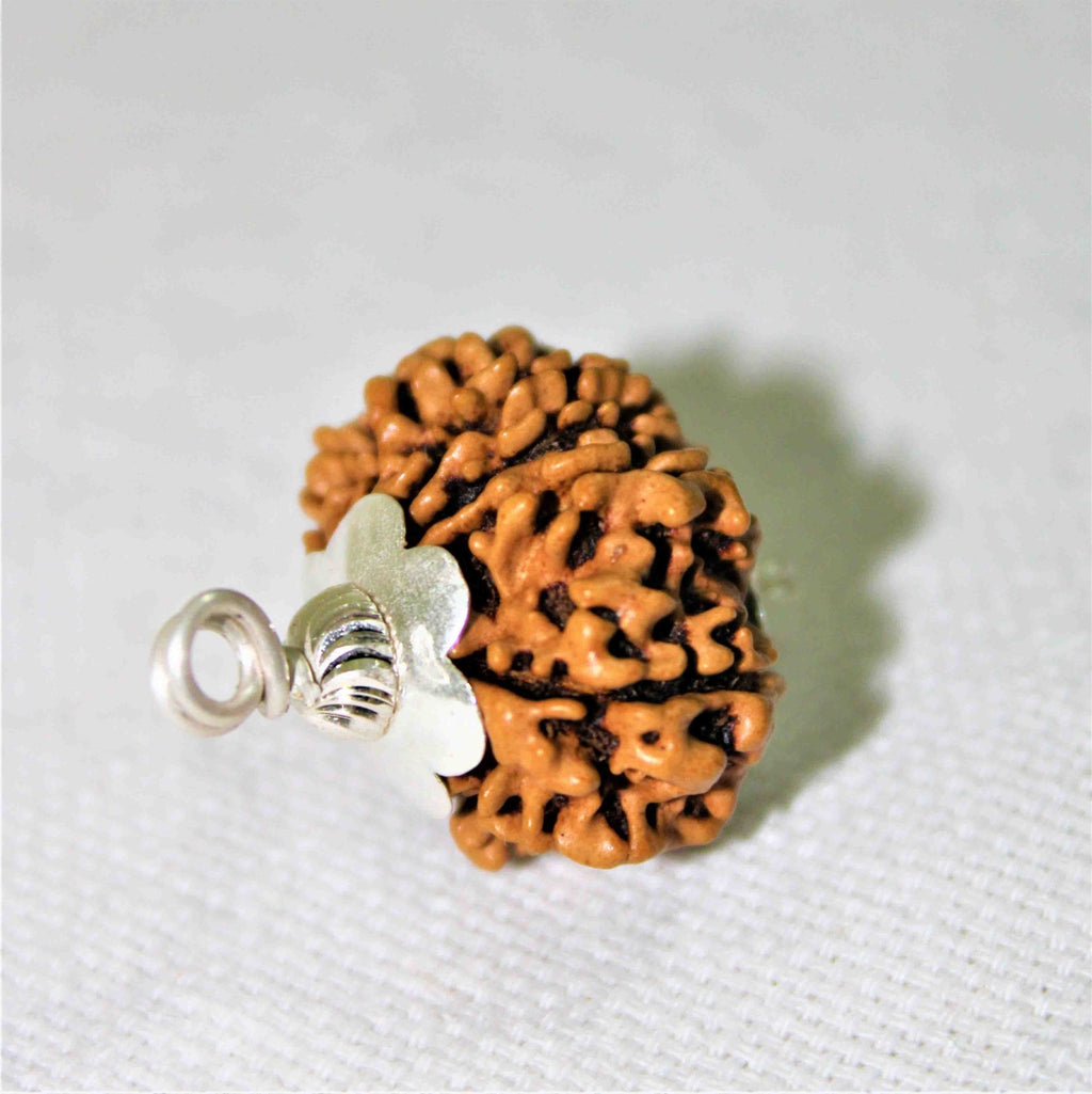 Natural 11 Mukhi Rudraksha (Nepal Origin - Collector Size) - Himalaya Rudraksha Anusandhan Kendra