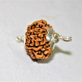 Natural 11 Mukhi Rudraksha (Nepal Origin - Collector Size) - Himalaya Rudraksha Anusandhan Kendra
