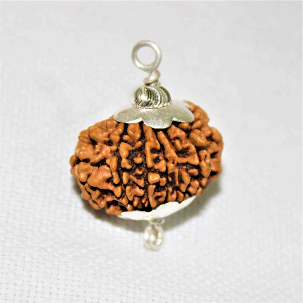 Natural 11 Mukhi Rudraksha (Nepal Origin - Collector Size) - Himalaya Rudraksha Anusandhan Kendra
