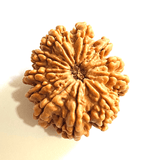Natural 11 Mukhi Rudraksha (Nepal Origin - Super Collector Size) - Himalaya Rudraksha Anusandhan Kendra