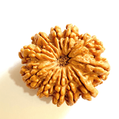 Natural 11 Mukhi Rudraksha (Nepal Origin - Super Collector Size) - Himalaya Rudraksha Anusandhan Kendra