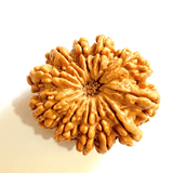 Natural 11 Mukhi Rudraksha (Nepal Origin - Super Collector Size) - Himalaya Rudraksha Anusandhan Kendra