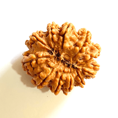 Natural 11 Mukhi Rudraksha (Nepal Origin - Super Collector Size) - Himalaya Rudraksha Anusandhan Kendra