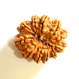 Natural 11 Mukhi Rudraksha (Nepal Origin - Super Collector Size) - Himalaya Rudraksha Anusandhan Kendra