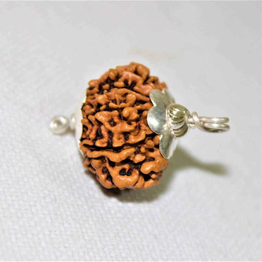 Natural 11 Mukhi/Face Rudraksha (Nepal Origin) - Himalaya Rudraksha Anusandhan Kendra