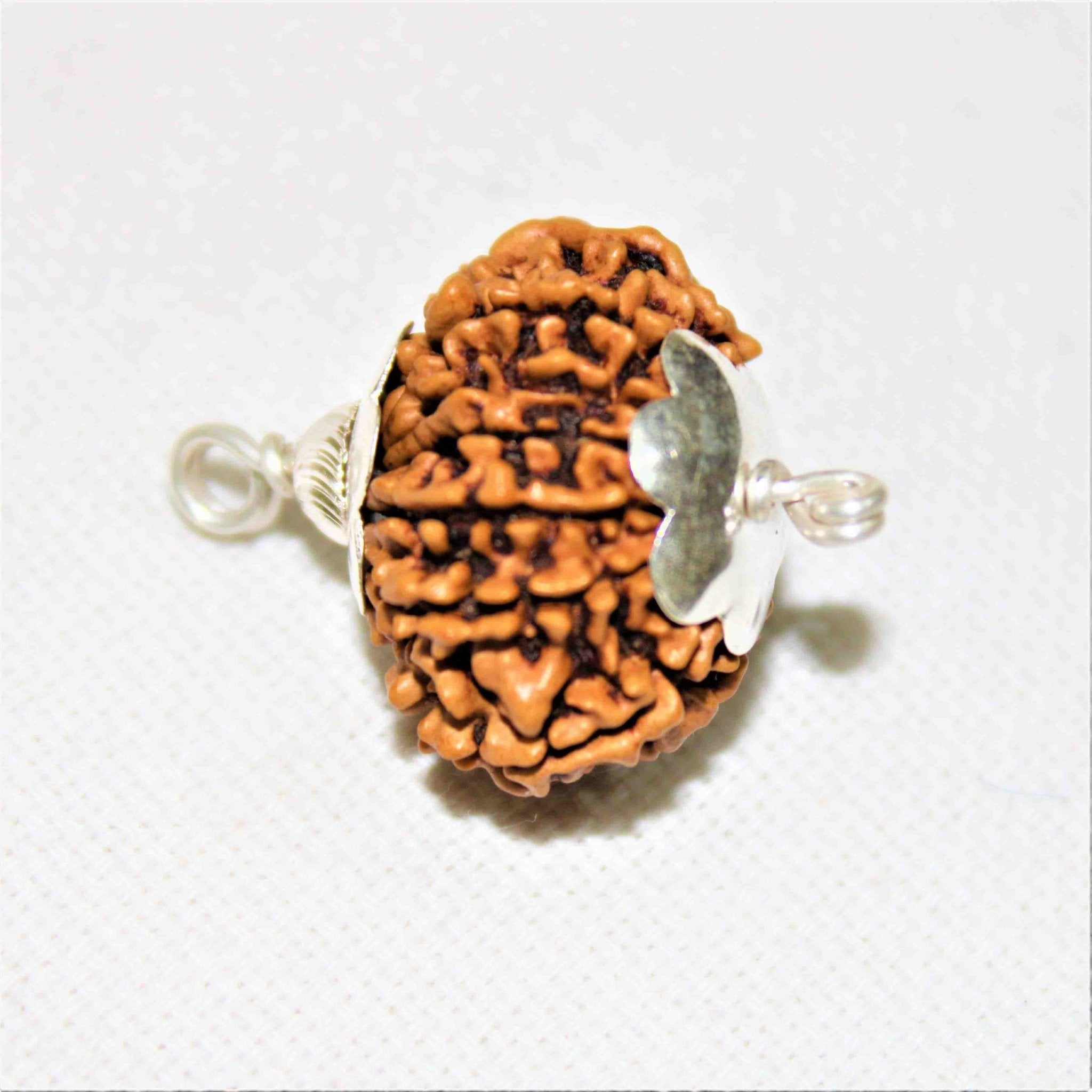 Natural 12 Mukhi/Face Rudraksha (Nepal Origin) - Himalaya Rudraksha Anusandhan Kendra