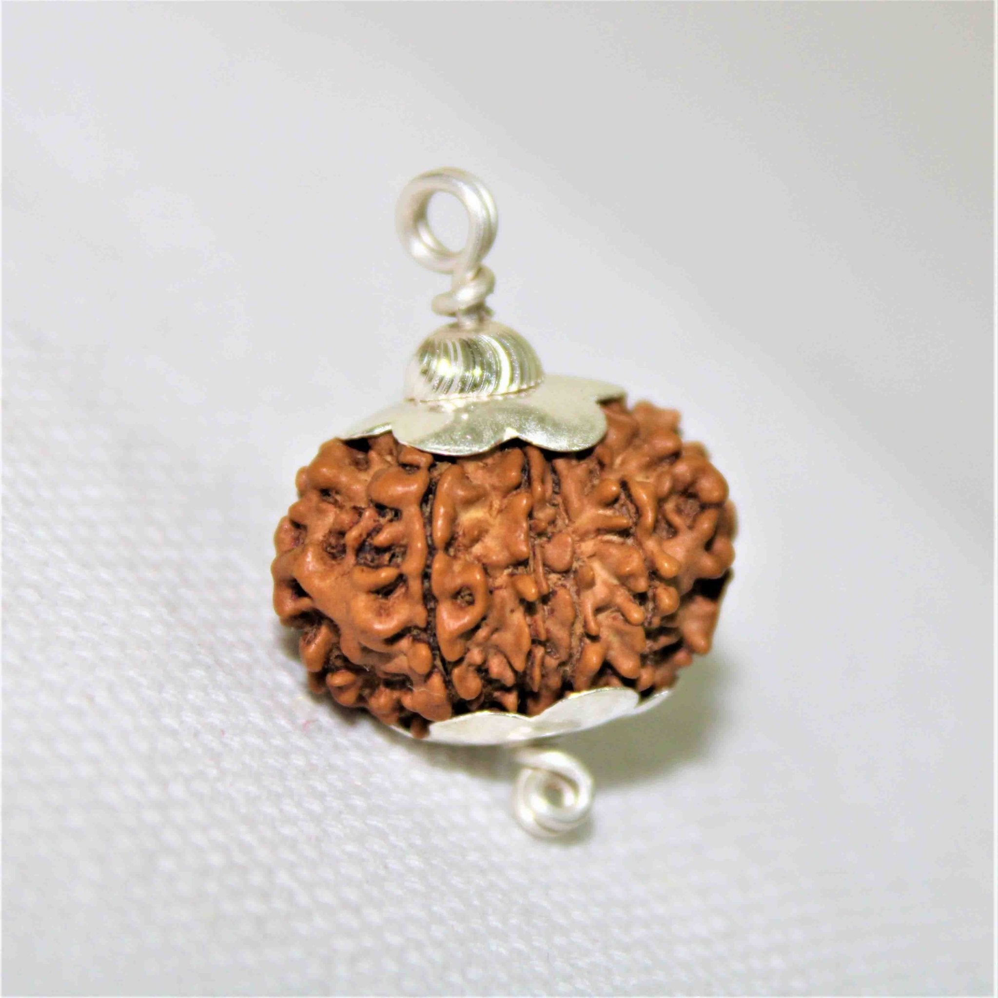 Natural 12 Mukhi/Face Rudraksha (Nepal Origin) - Himalaya Rudraksha Anusandhan Kendra