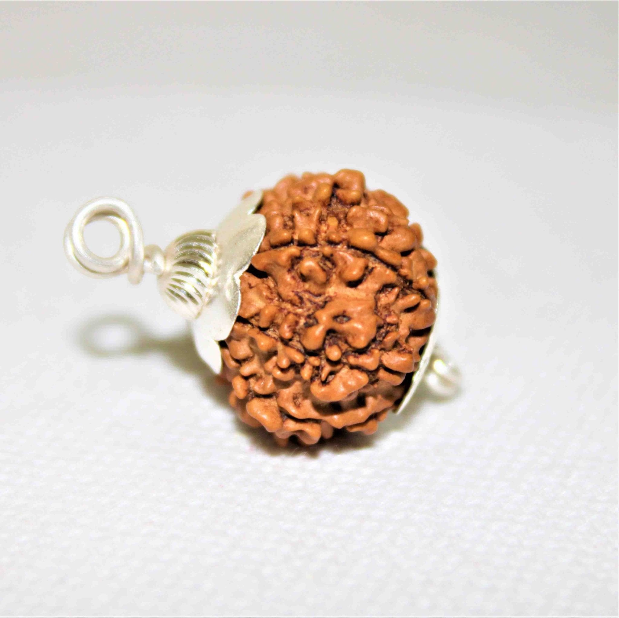 Natural 12 Mukhi/Face Rudraksha (Nepal Origin) - Himalaya Rudraksha Anusandhan Kendra