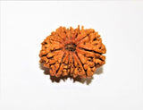 Natural 12 Mukhi/Face Rudraksha (Nepal Origin) - Himalaya Rudraksha Anusandhan Kendra