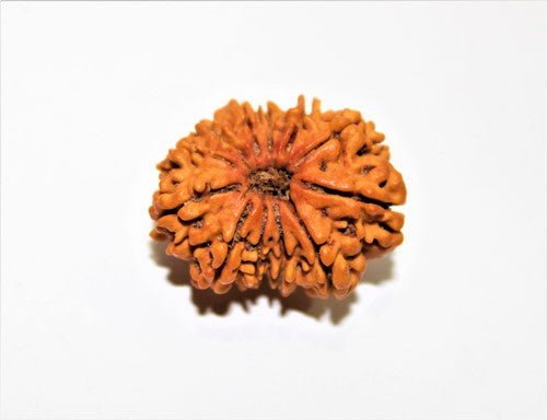 Natural 12 Mukhi/Face Rudraksha (Nepal Origin - Collector Size) - Himalaya Rudraksha Anusandhan Kendra