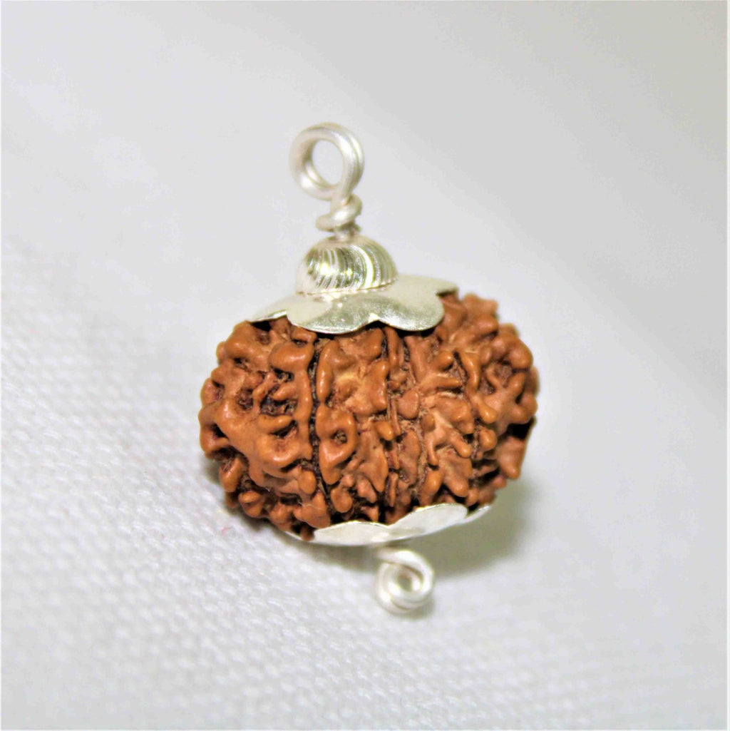 Natural 12 Mukhi/Face Rudraksha (Nepal Origin - Collector Size) - Himalaya Rudraksha Anusandhan Kendra