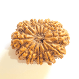Natural 12 Mukhi/Face Rudraksha (Nepal Origin - Super Collector Size) - Himalaya Rudraksha Anusandhan Kendra