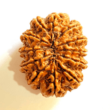 Natural 12 Mukhi/Face Rudraksha (Nepal Origin - Super Collector Size) - Himalaya Rudraksha Anusandhan Kendra
