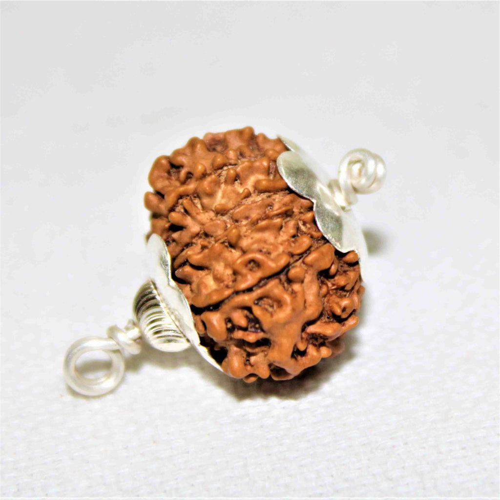 Natural 13 Mukhi Rudraksha (Nepal Origin - Collector Size) - Himalaya Rudraksha Anusandhan Kendra
