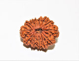 Natural 13 Mukhi Rudraksha (Nepal Origin - Collector Size) - Himalaya Rudraksha Anusandhan Kendra