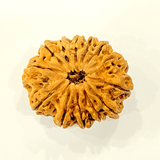 Natural 13 Mukhi/Face Rudraksha (Nepal Origin - Super Collector size) - Himalaya Rudraksha Anusandhan Kendra