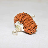 Natural 14 Mukhi/Face Rudraksha (Nepal Origin - 25.00 mm apx) - Himalaya Rudraksha Anusandhan Kendra