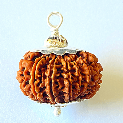 Natural 14 Mukhi/Face Rudraksha (Nepal Origin - 30 mm apx) - Himalaya Rudraksha Anusandhan Kendra