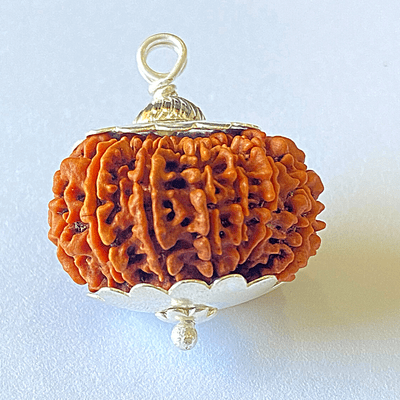 Natural 14 Mukhi/Face Rudraksha (Nepal Origin - 30 mm apx) - Himalaya Rudraksha Anusandhan Kendra