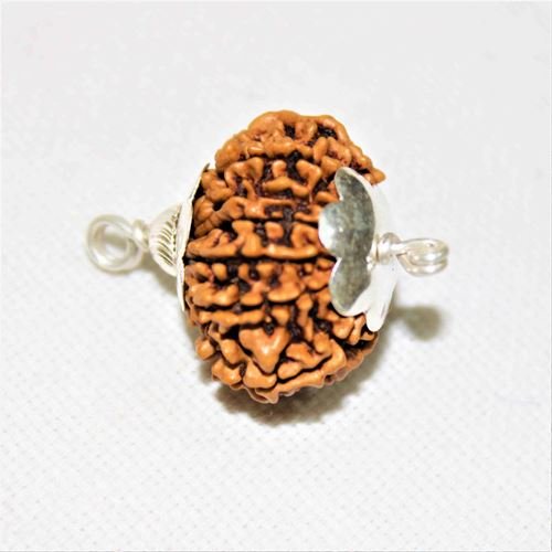 Natural 15 Mukhi Rudraksha (Nepal Origin - 25 mm apx) - Himalaya Rudraksha Anusandhan Kendra