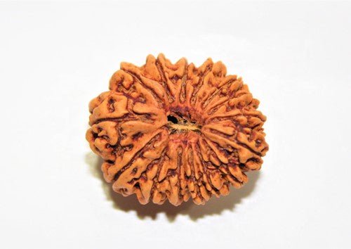 Natural 15 Mukhi Rudraksha (Nepal Origin - 25 mm apx) - Himalaya Rudraksha Anusandhan Kendra
