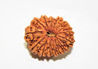 Natural 15 Mukhi Rudraksha (Nepal Origin - 25 mm apx) - Himalaya Rudraksha Anusandhan Kendra
