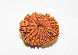 Natural 15 Mukhi Rudraksha (Nepal Origin - 25 mm apx) - Himalaya Rudraksha Anusandhan Kendra