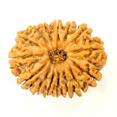 Natural 15 Mukhi Rudraksha (Nepal Origin - 30 mm apx) - Himalaya Rudraksha Anusandhan Kendra