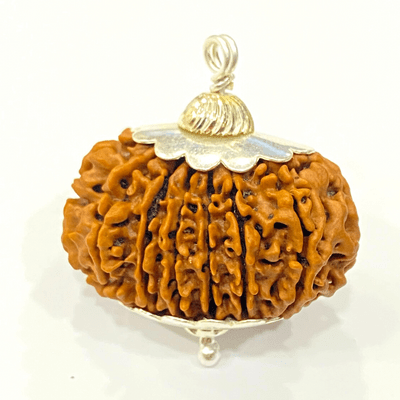 Natural 15 Mukhi Rudraksha (Nepal Origin - 30 mm apx) - Himalaya Rudraksha Anusandhan Kendra