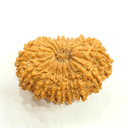 Natural 16 Mukhi Rudraksha (Nepal Origin - 30.05 MM) - Himalaya Rudraksha Anusandhan Kendra