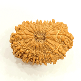 Natural 16 Mukhi Rudraksha (Nepal Origin - 30.05 MM) - Himalaya Rudraksha Anusandhan Kendra