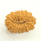 Natural 16 Mukhi Rudraksha (Nepal Origin - 30.05 MM) - Himalaya Rudraksha Anusandhan Kendra