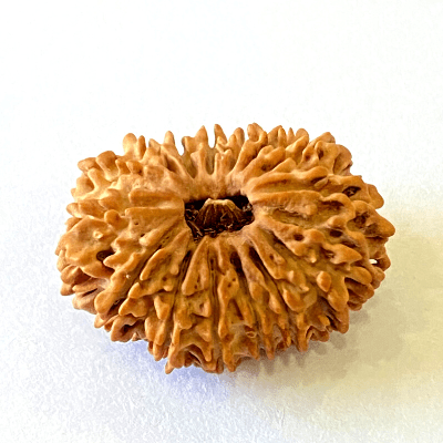 Natural 16 Mukhi/Face Rudraksha (Nepal Origin - 28.50 MM) - Himalaya Rudraksha Anusandhan Kendra