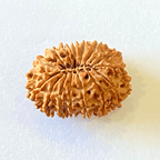 Natural 16 Mukhi/Face Rudraksha (Nepal Origin - 28.50 MM) - Himalaya Rudraksha Anusandhan Kendra