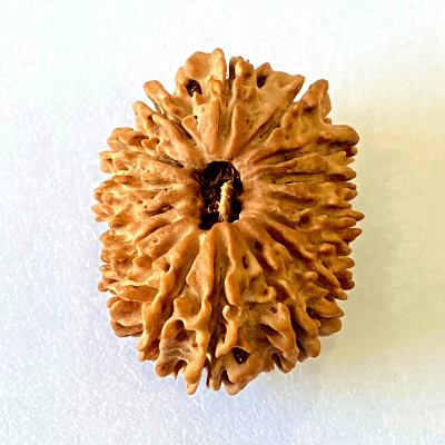 Natural 16 Mukhi/Face Rudraksha (Nepal Origin - 28.50 MM) - Himalaya Rudraksha Anusandhan Kendra
