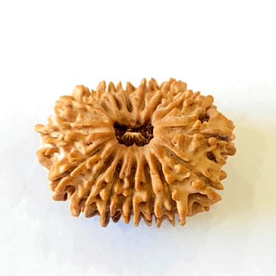 Natural 16 Mukhi/Face Rudraksha (Nepal Origin - 28.50 MM) - Himalaya Rudraksha Anusandhan Kendra