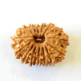 Natural 16 Mukhi/Face Rudraksha (Nepal Origin - 28.50 MM) - Himalaya Rudraksha Anusandhan Kendra