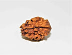 Natural 2 Mukhi Rudraksha (Himalaya origin) - Himalaya Rudraksha Anusandhan Kendra